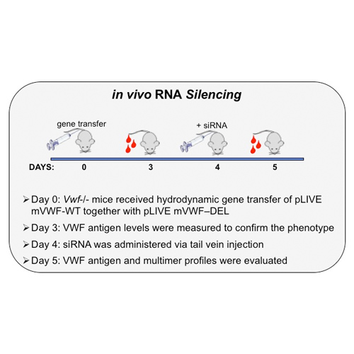 In vitro and in vivo modulation of von Willebrand factor gene mutations with dominant-negative effect