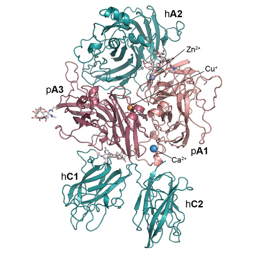 Structural Evidence of an Anti-Factor C1 Domain Antibody Bound to B Domain-Deleted Factor VIII