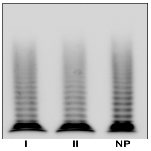 Type 1 VWD caused by a novel dominant p.Thr274Pro mutation localized in VWF propeptide